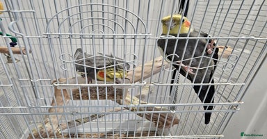 Cockatiels birds - Advert 6