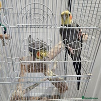 Cockatiels birds - Advert 4