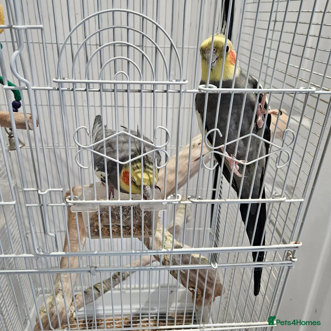 Cockatiels birds for sale: Two lovely cocktails  - Advert 2