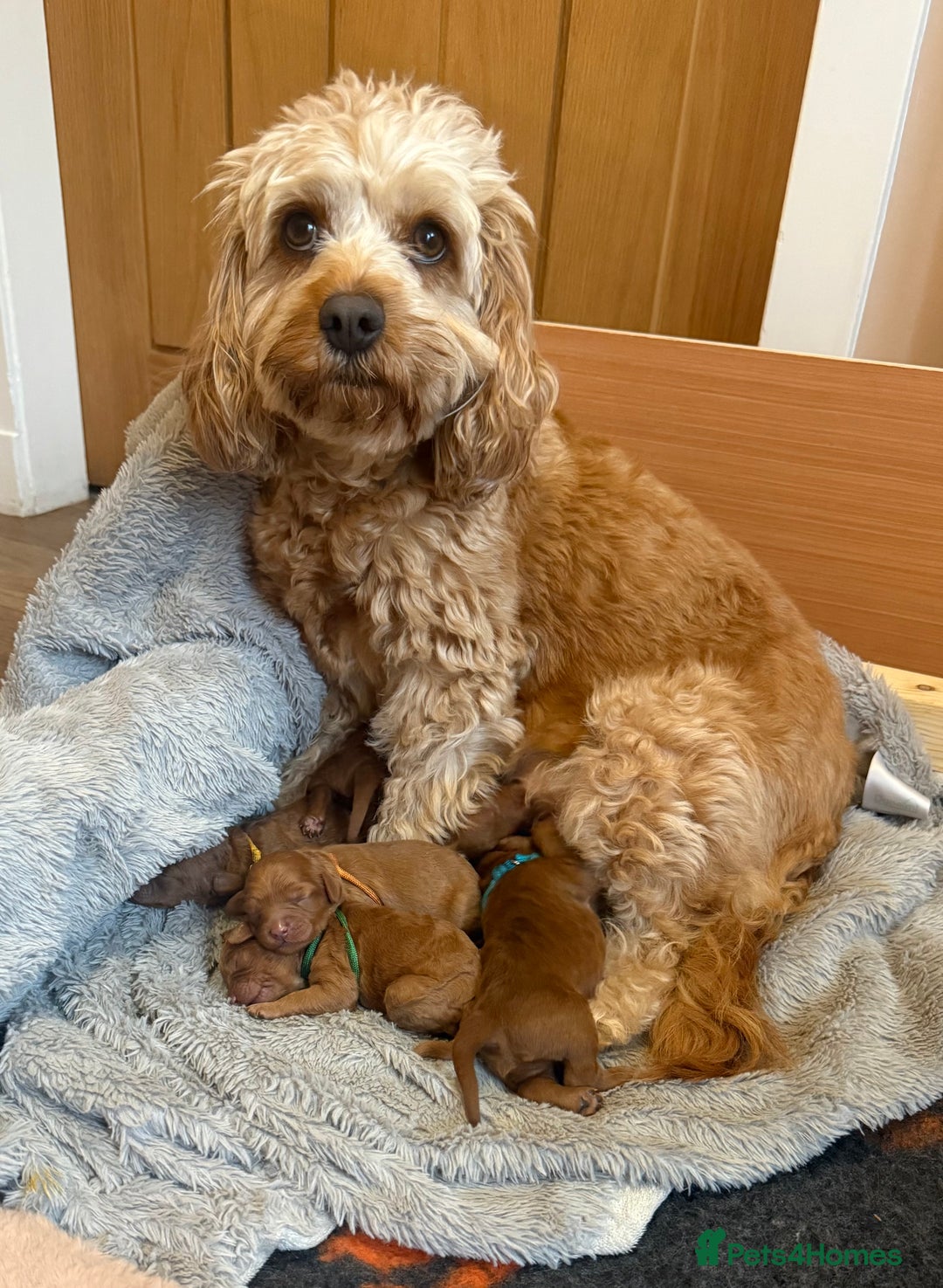Cavapoo dogs for sale: Gorgeous F1b cavapoo pups  - Advert 1