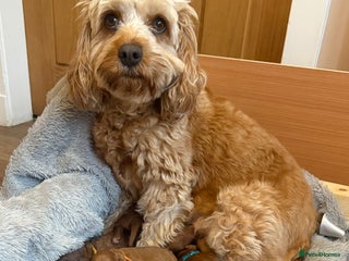 Cavapoo dogs Gorgeous F1b cavapoo pups - Advert 18