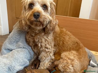 Cavapoo dogs Gorgeous F1b cavapoo pups - Advert 5