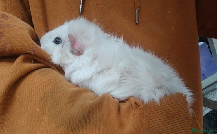 Guinea Pig rodents - Advert 3