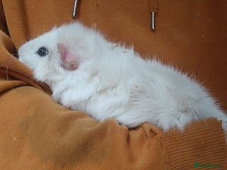 Guinea Pig rodents - Advert 38