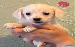 Chipoo dogs for sale: Chihuahua cross poodle puppies  - Image 5