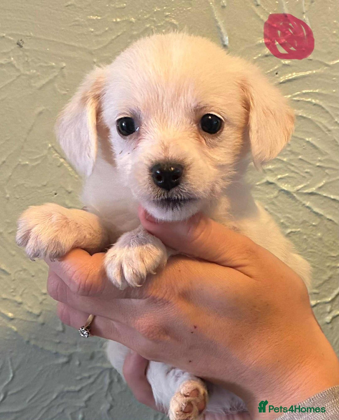 Chipoo dogs for sale: Chihuahua cross poodle puppies  - Image 5