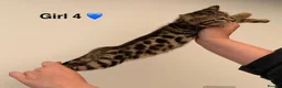 Bengal cats for sale: 🖤🧡🐆4 bengal girls 🐆🧡🖤 - Advert 17