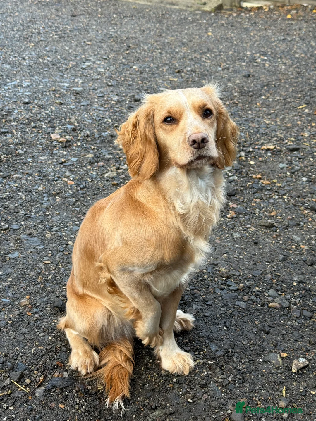 Cocker Spaniel dogs for sale: 9 Week Old - Boy Working Cocker Spaniel  - Advert 7