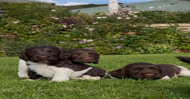 English Springer Spaniel dogs - Advert 15