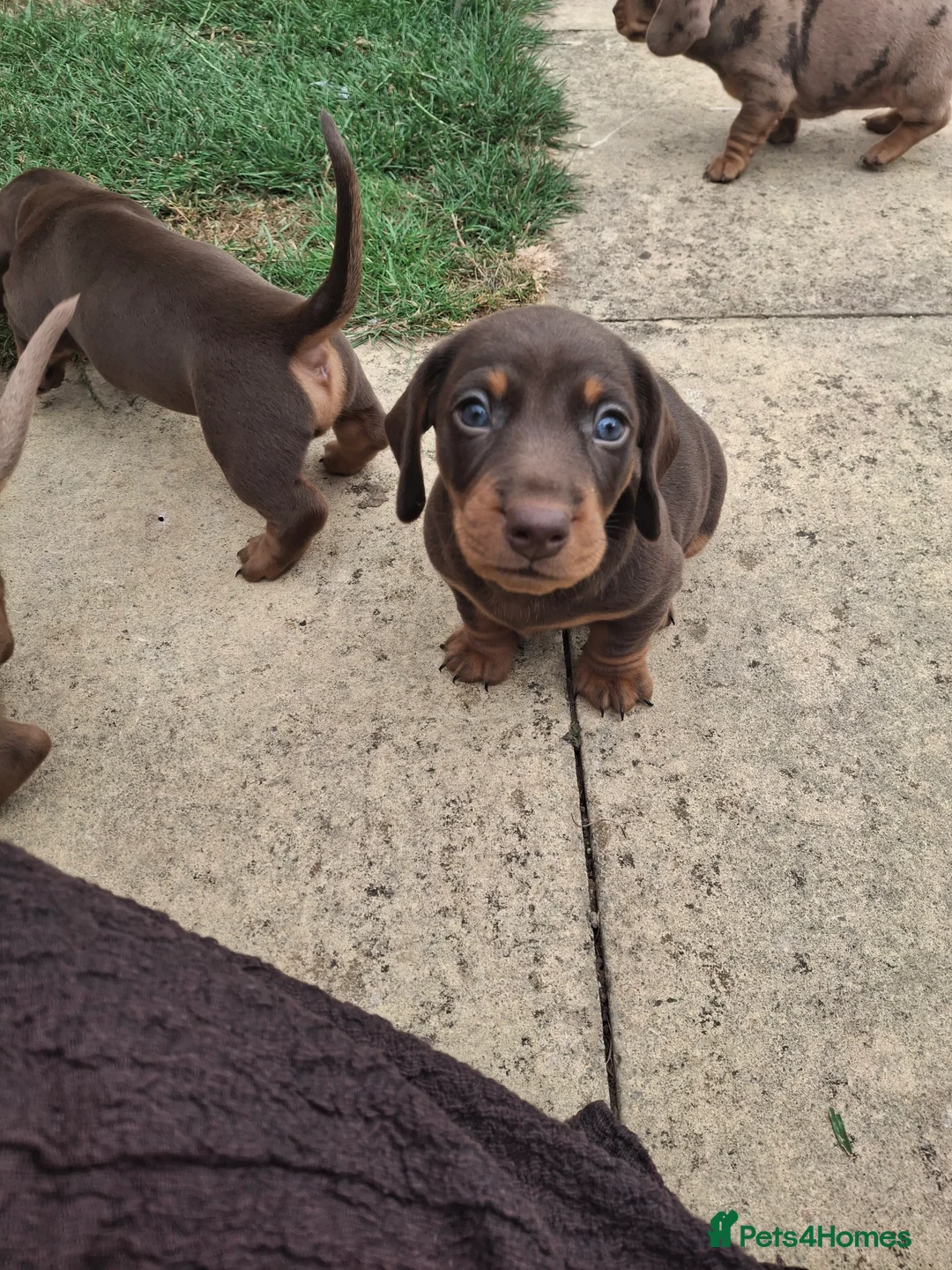 Miniature Dachshund dogs for sale: Miniature Dachshund puppies  in Derby - Advert 2