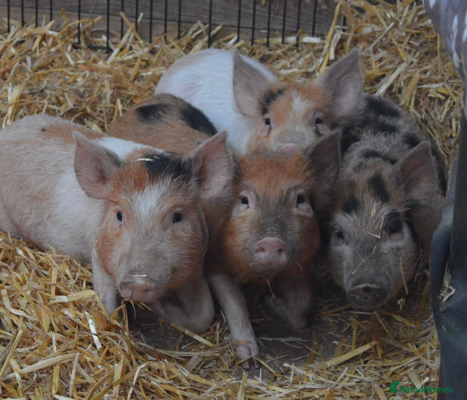 Pig livestock Mini/Micro Piglets 3 girls, 1 castrated male - Advert 1