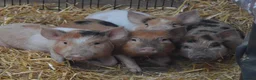 Pig livestock for sale: Mini/Micro Piglets 3 girls, 1 castrated male - Advert 1