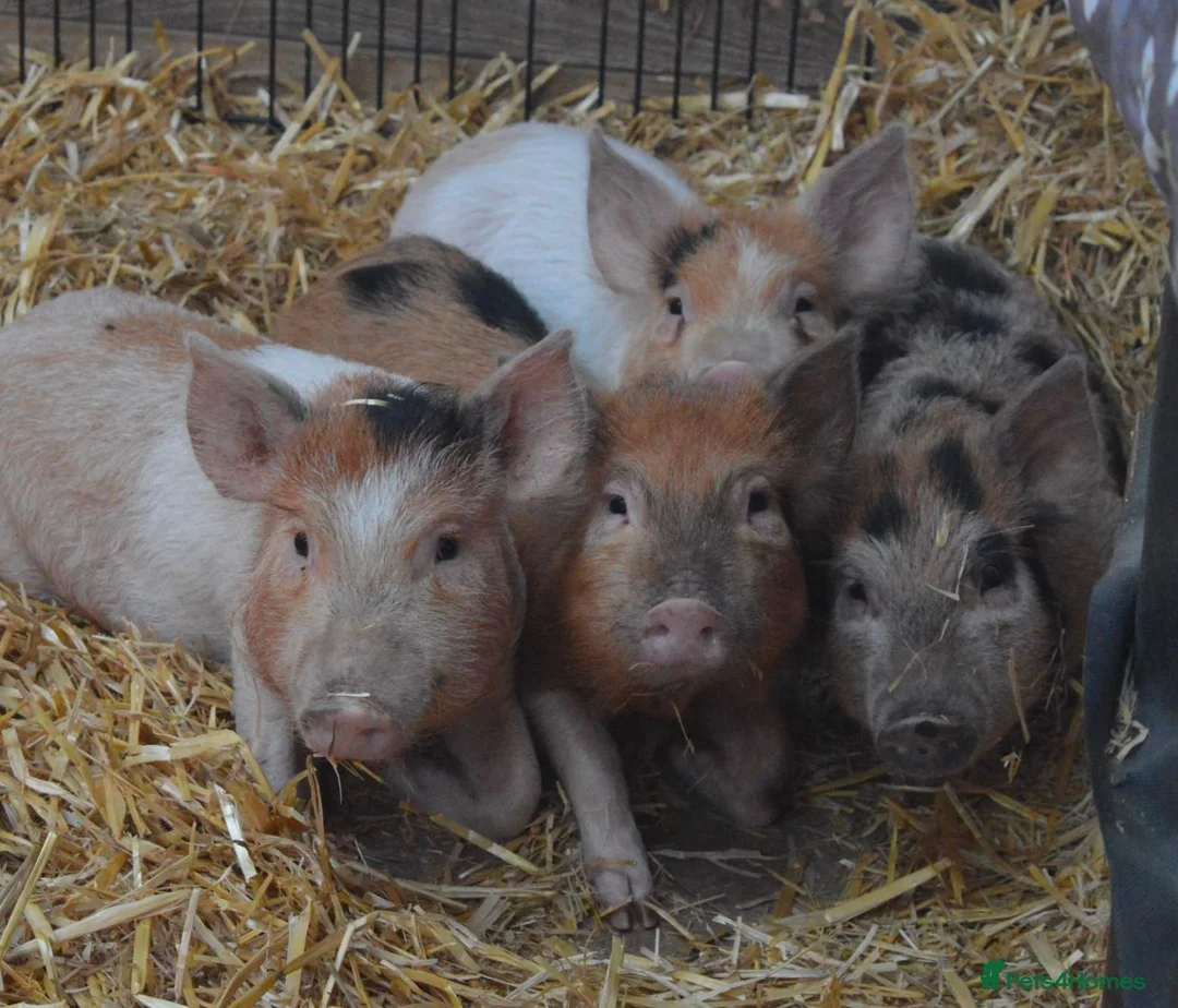 Pig livestock for sale: Mini/Micro Piglets 3 girls, 1 castrated male - Advert 1