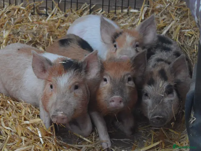 Pig livestock for sale: Mini/Micro Piglets 3 girls, 1 castrated male - Advert 1