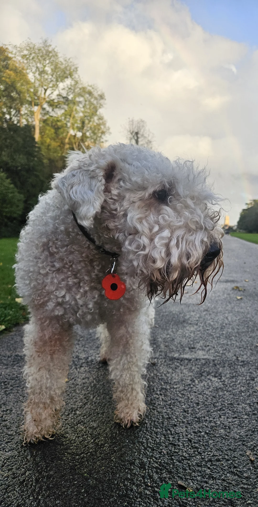 Soft Coated Wheaten Terrier dogs for sale: Wheaten Terrier - 5 years old - Advert 5