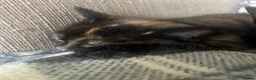 Mixed Breed cats for sale: Stunning Kittens Ready Soon - Hailsham in Hailsham - Advert 2