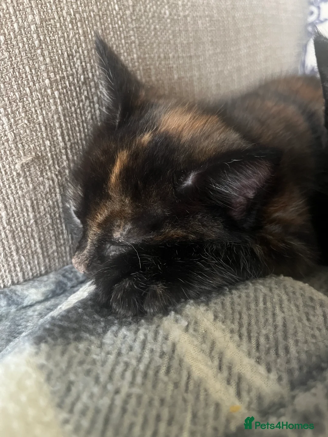 Mixed Breed cats for sale: Stunning Kittens Ready Soon - Hailsham in Hailsham - Advert 2