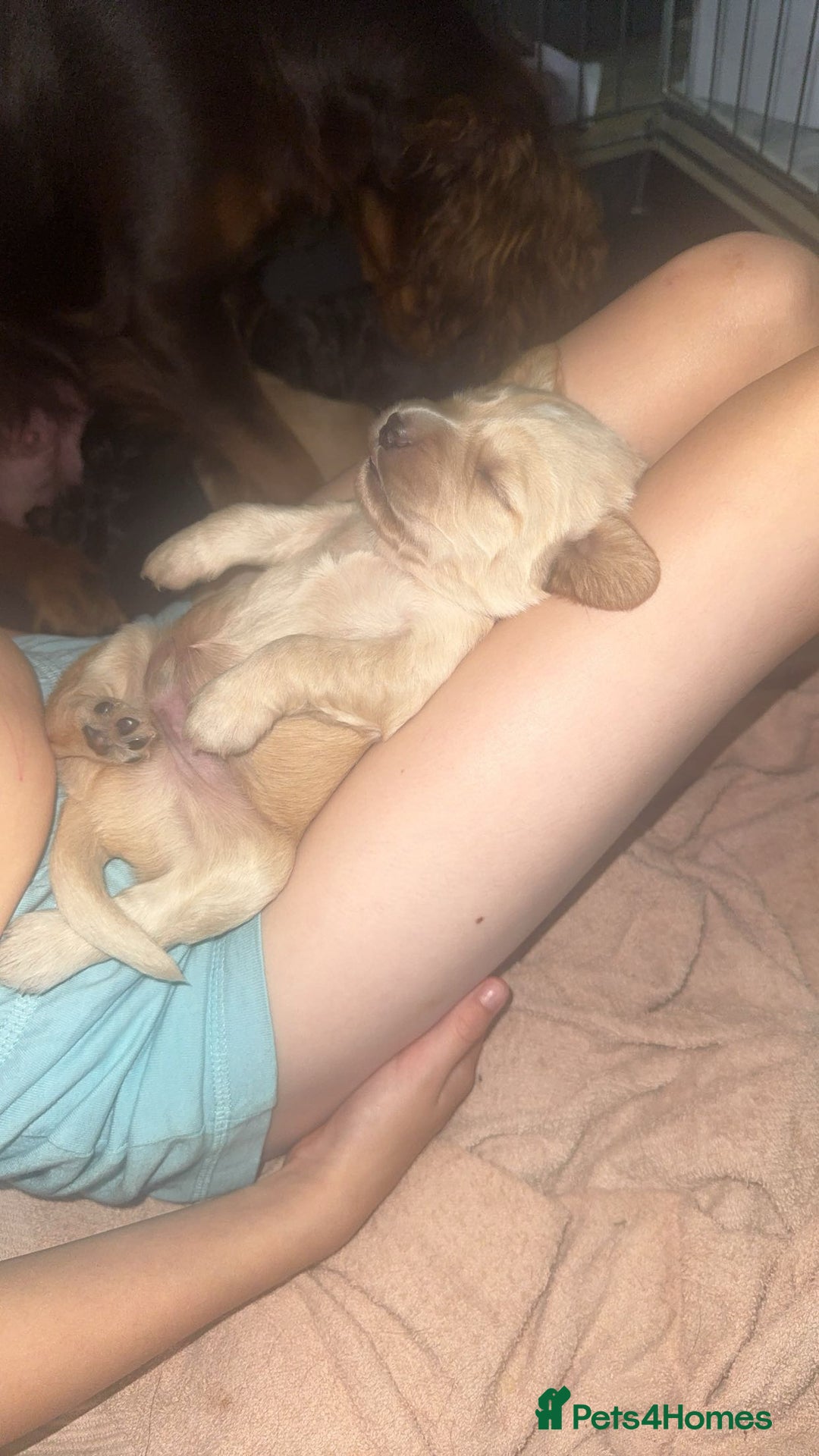 Cocker Spaniel dogs for sale: Beautiful cocker spaniels  - Image 12