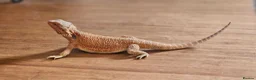 Bearded Dragon reptiles for sale: Red Bearded Dragon - Advert 3
