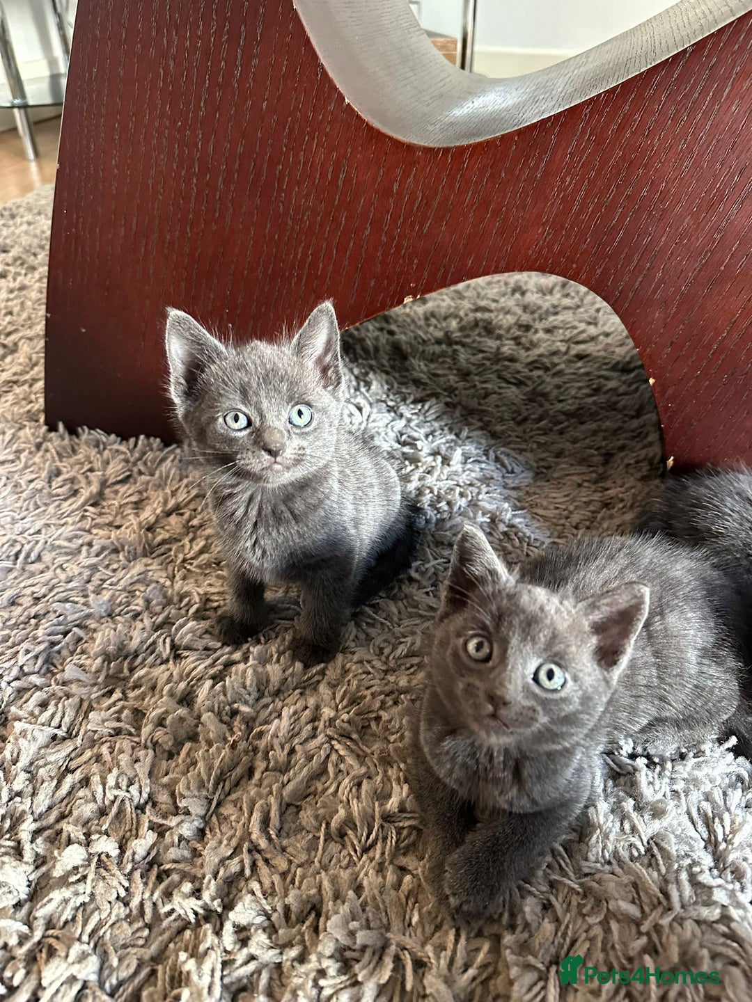 Russian Blue cats for sale: Adorable Silver Grey Russian blue kittens - Image 6
