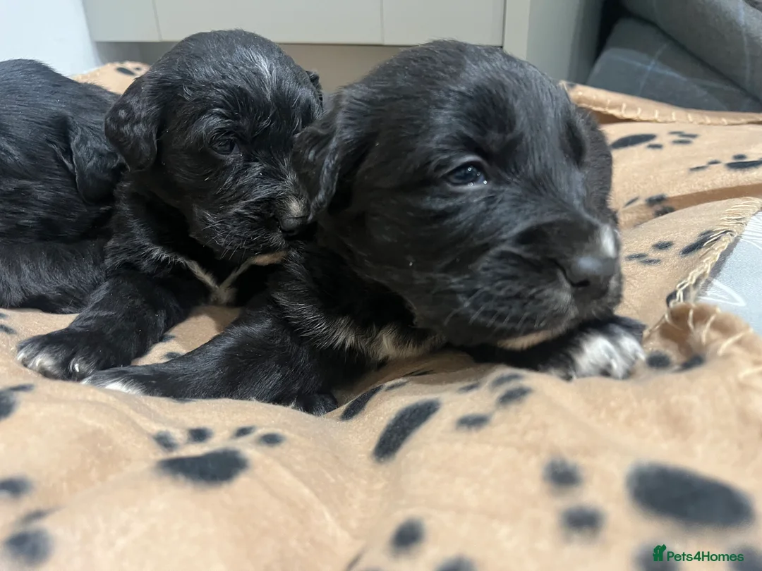 Golden Retriever dogs for sale: Beautiful Bernese Mountain Dog x Golden Retrievers - Advert 18