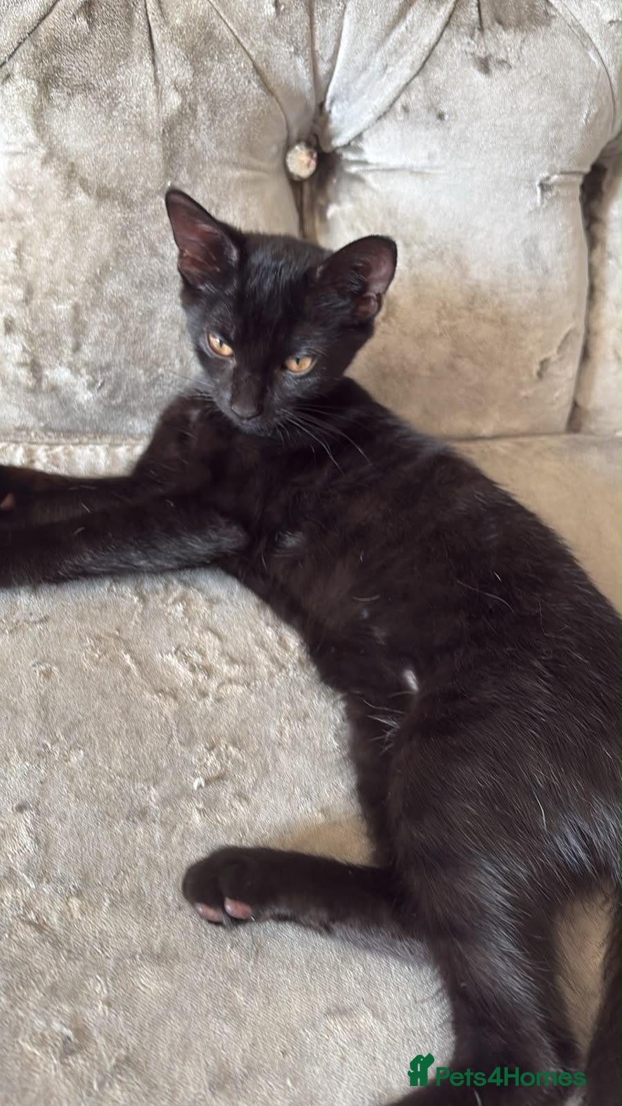Mixed Breed cats Queen has had ghost kittens  - Advert 4