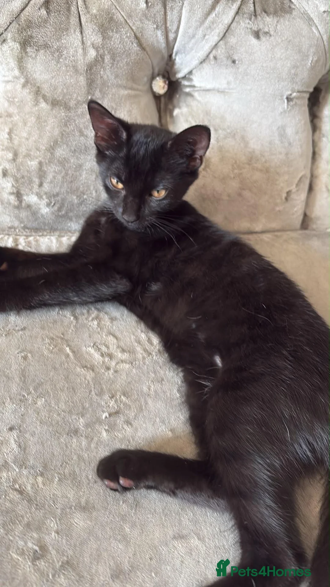 Mixed Breed cats for sale: Queen has had ghost kittens  - Advert 1