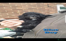 Sproodle dogs for sale: Toy Sproodle Puppies, Fabulous litter - Image 5