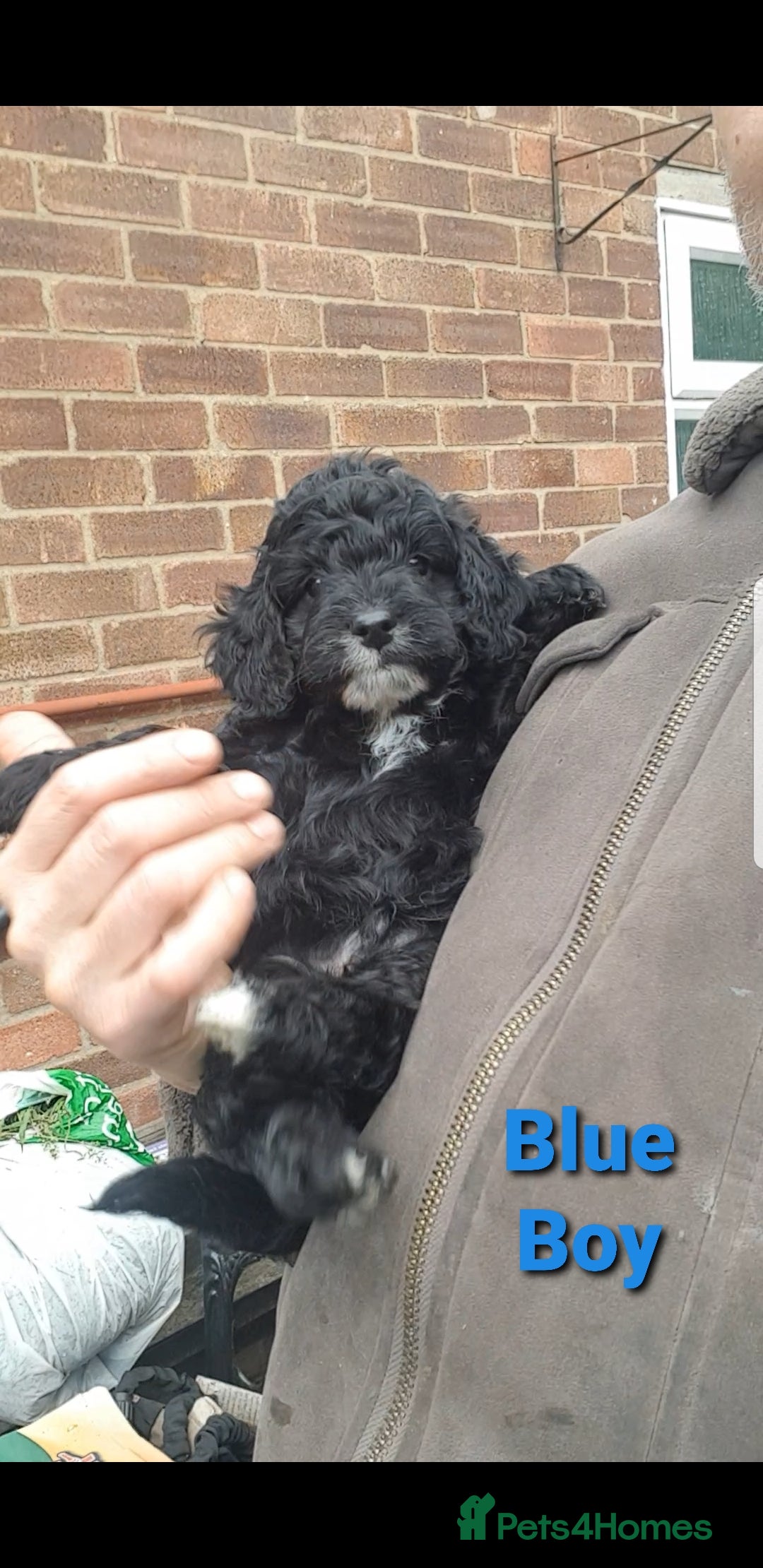 Sproodle dogs for sale: Toy Sproodle Puppies, Fabulous litter - Image 5