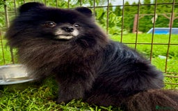 Pomeranian dogs for adoption: Prince, Romeo and Smokey - Image 6
