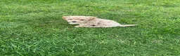 Maltipoo dogs for sale: Tiny Asian poodle/Korean Maltipoos *ready now* - Advert 9