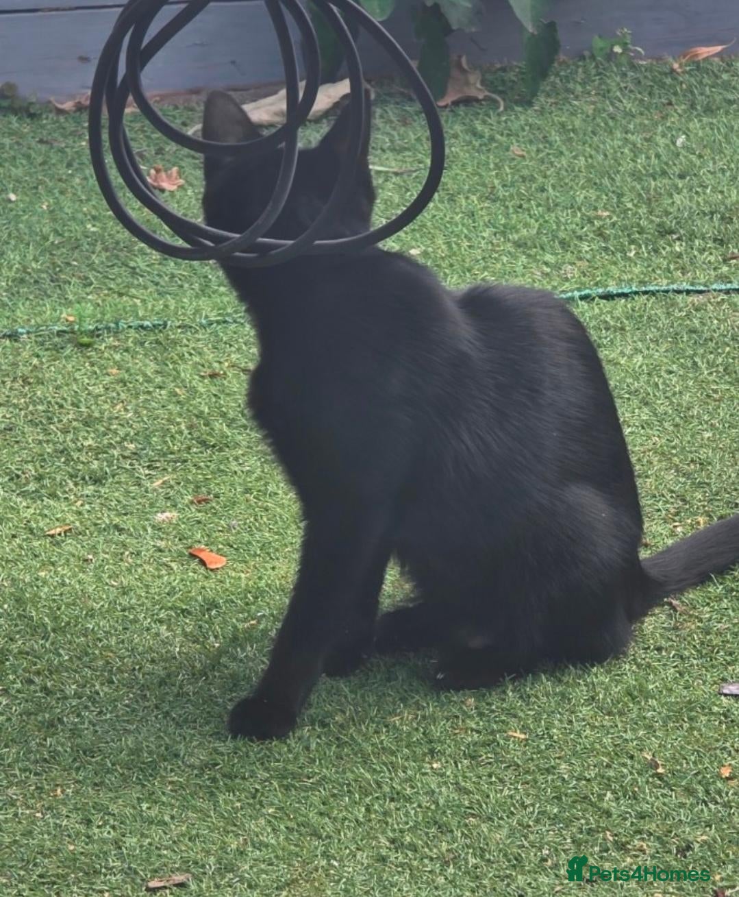 Mixed Breed cats 6  male cats for sale  - Advert 1
