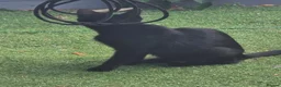 Mixed Breed cats for sale: 6  male cats for sale  - Advert 1