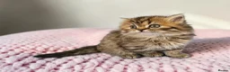 Scottish Fold cats for sale: Adorable Scottish Fold Straight Ear Tabby Kittens  - Advert 32