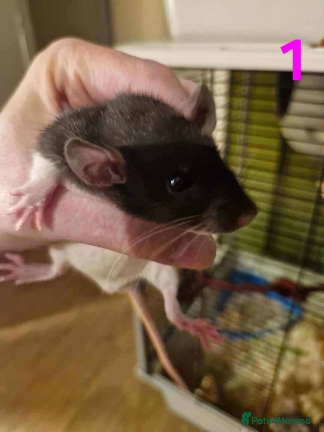 Rat rodents for sale: 9 gorgeous Male Rats - Image 2