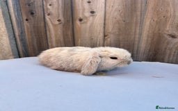 Mini Lop rabbits for sale: Gorgeous mini lop babies  - Image 4