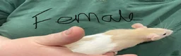 Rat rodents for sale: Baby rats - Advert 7