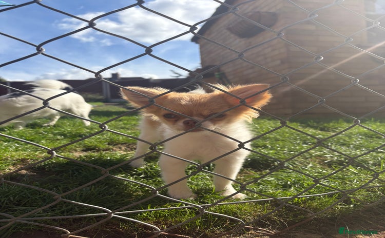 Chihuahua dogs - Advert 2