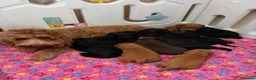 Cockapoo dogs for sale: Extensively Health tested cockapoo puppies  - Advert 15