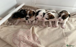 Jack Russell dogs for sale: Outstanding Miniature Jack Russell Puppys  - Image 2