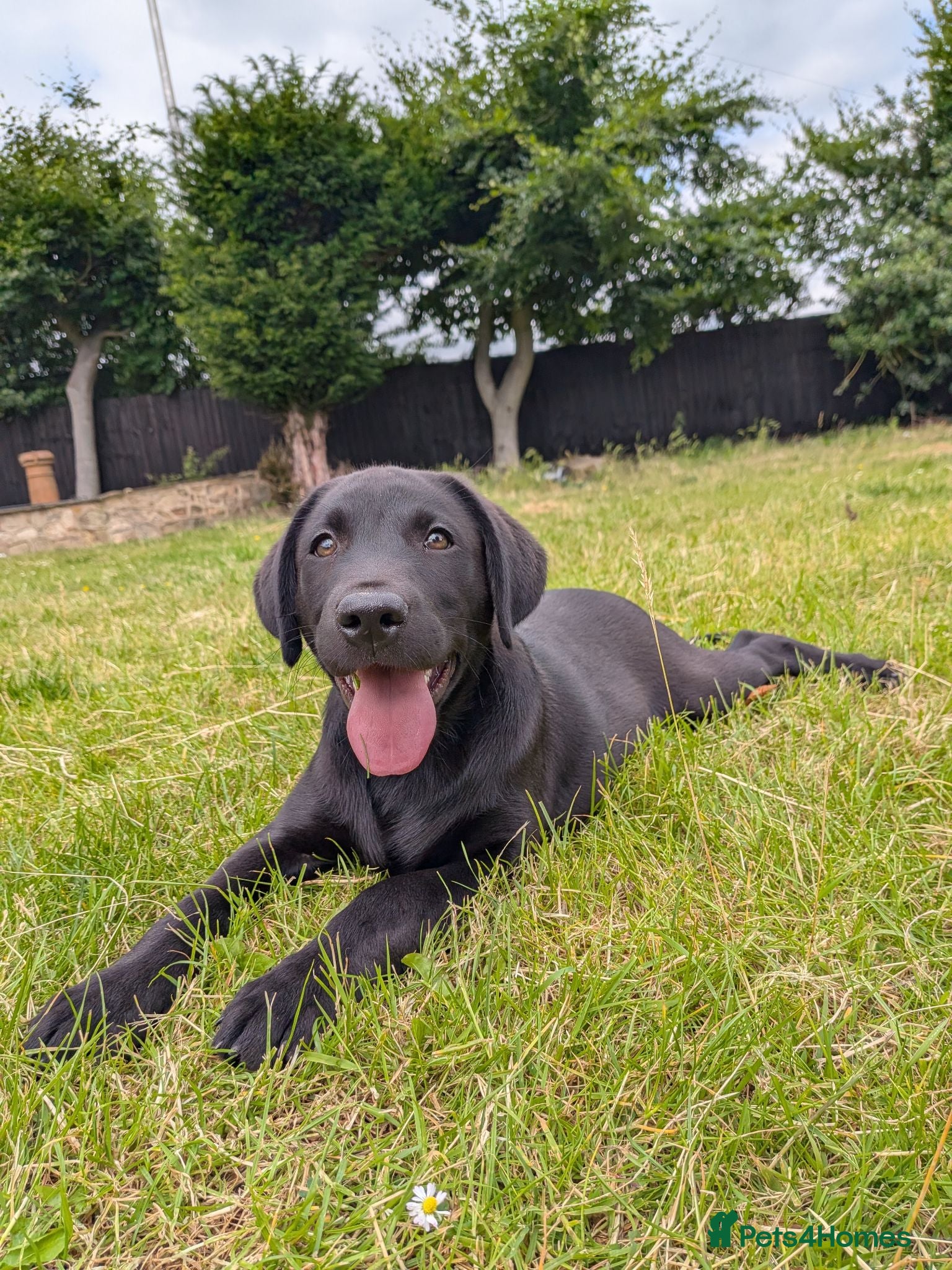 Labrador Retriever dogs KC'd Working/Trialing Pedigree Male Lab pup - Advert 2