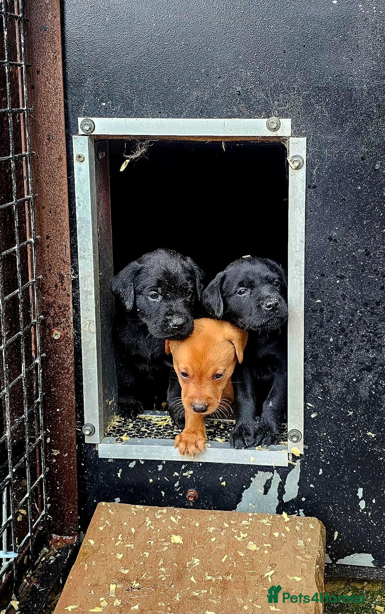 Labrador Retriever dogs Beautiful Bold working Labrador puppies - Advert 1