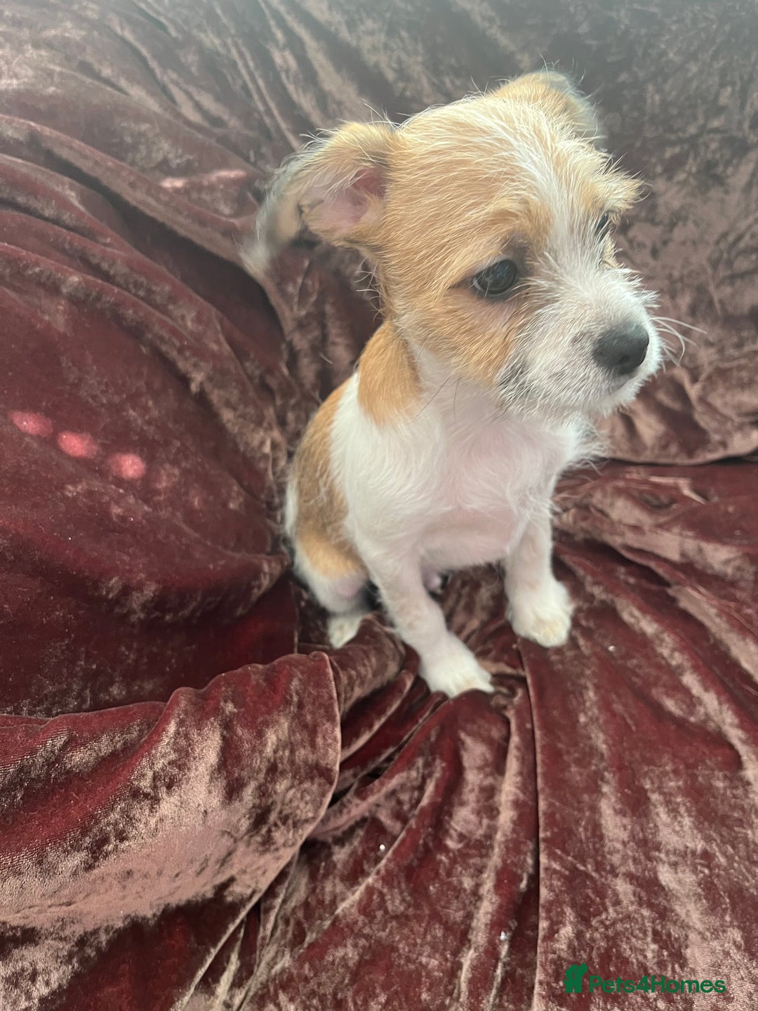 Mixed Breed dogs for sale: JACK RUSSELL CROSS PUPPY  - Image 8