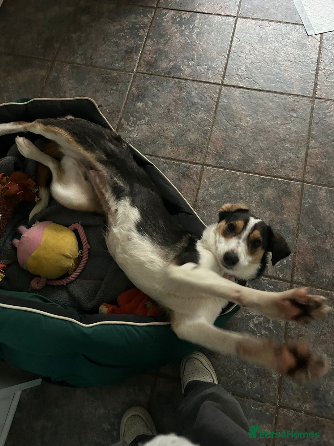 Mixed Breed dogs for adoption: Angel 👼🏼  - Advert 8