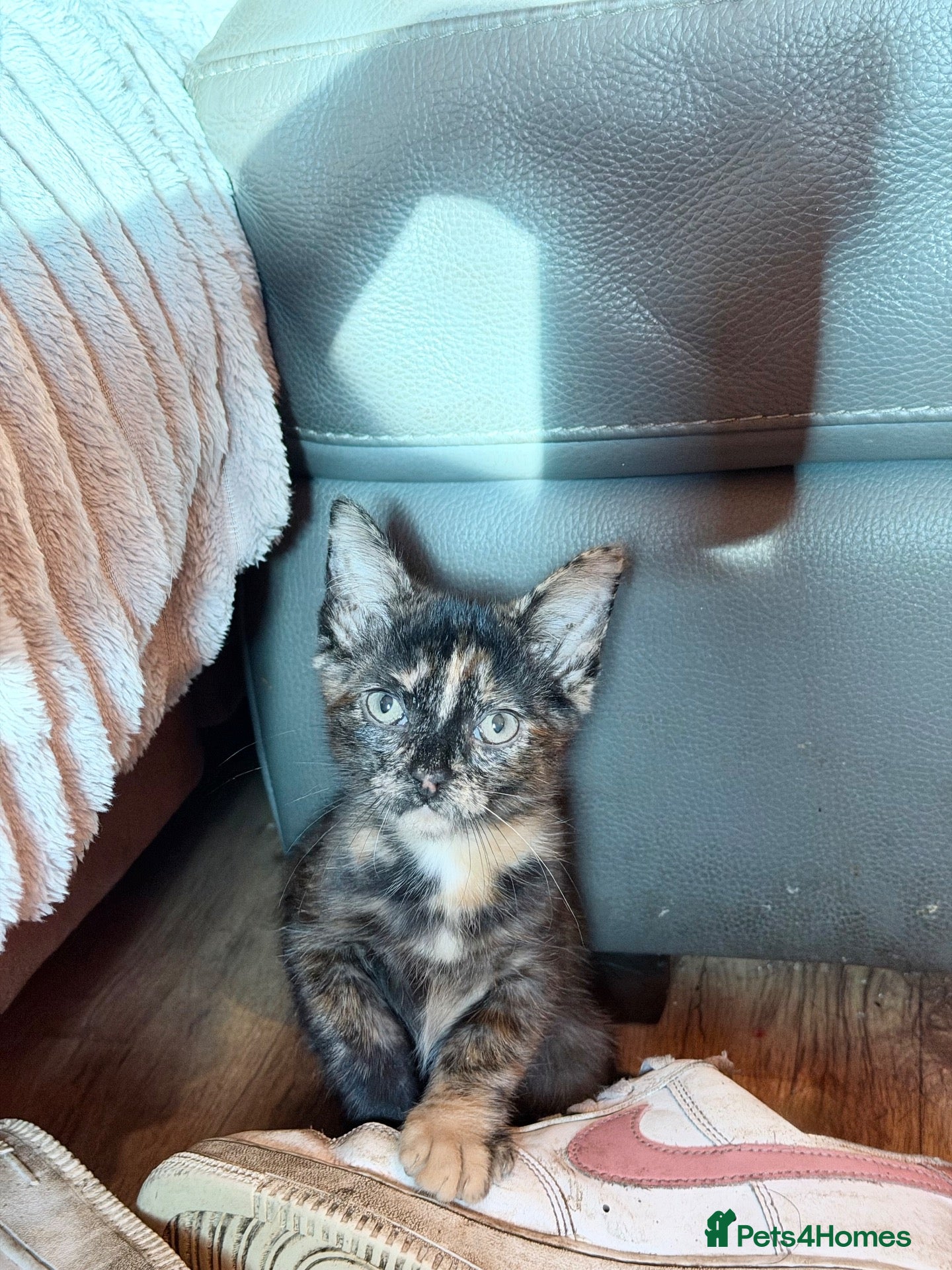 Mixed Breed cats 2 beautiful female tortoiseshell & calico kittens - Advert 19
