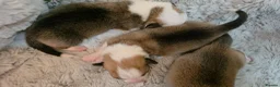 Welsh Corgi Pembroke dogs for sale: Corgi Puppies for Loving Homes – 1 Male, 2 Females - Advert 13