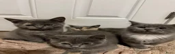 British Shorthair cats for sale: Half British shorthair girls ❤️ - Advert 3