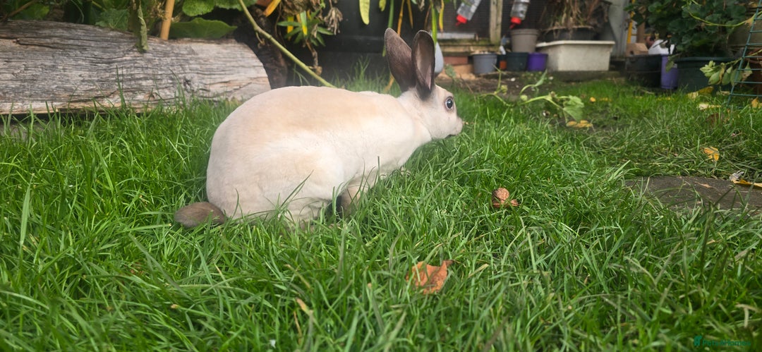 Rex rabbits for sale: 3 Mini rex 13 weeks old - Advert 16