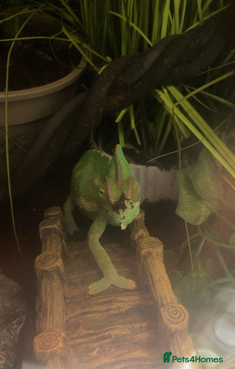 Chameleon reptiles Yemen Chameleon  - Advert 1
