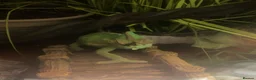 Chameleon reptiles for sale: Yemen Chameleon  in Hull - Advert 1